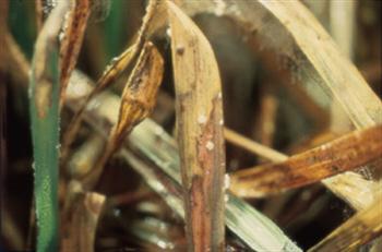 پوسیدگی غلاف برنج